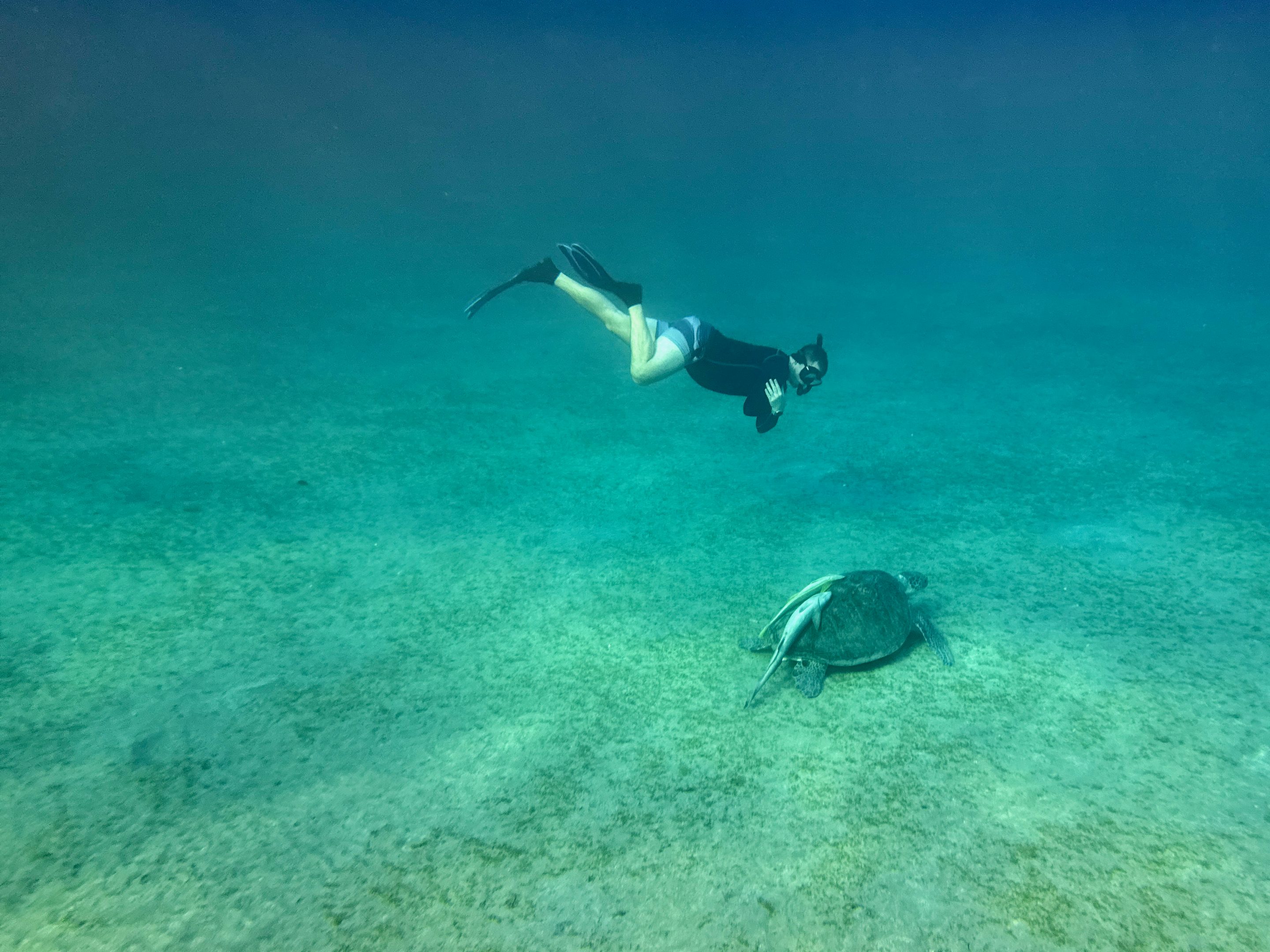 Les tortues sont assises sur les herbiers marins au milieu de la baie. Photo : Sascha Tegtmeyer
