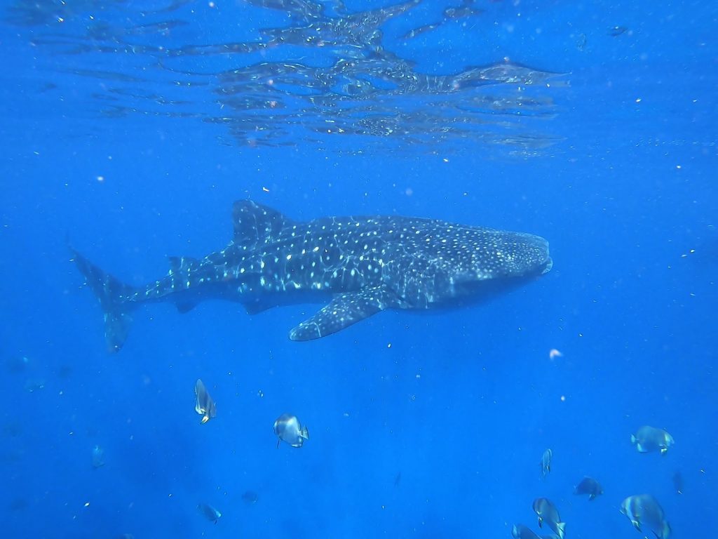 L’Asie du Sud-Est est une destination de rêve pour tous ceux qui aiment le monde sous-marin coloré et vibrant. De nombreuses espèces différentes de requins vivent dans les eaux thaïlandaises et peuvent être rencontrées en nageant, en plongée ou en snorkeling. De nombreux vacanciers se demandent donc : quelles espèces de requins existe-t-il en Thaïlande ? À quel point les poissons prédateurs sont-ils dangereux si je veux nager ou me baigner ? J'ai eu l'une des rencontres avec des requins les plus spectaculaires de ma vie en Thaïlande - et j'ai rassemblé pour vous les informations les plus importantes sur les poissons prédateurs en Thaïlande.