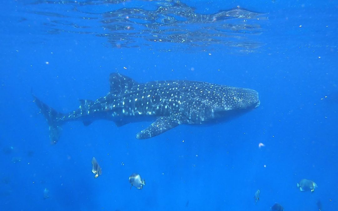 Specie di squali in Tailandia – pericolosi per i vacanzieri quando nuotano?