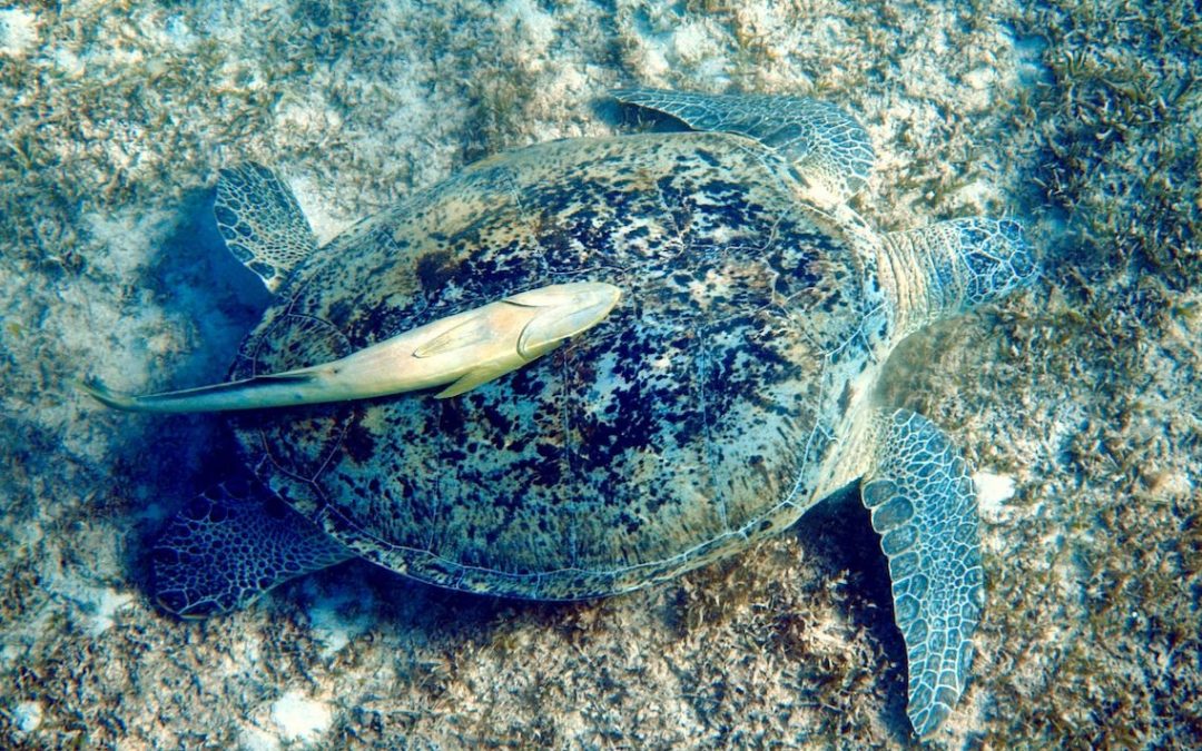 Żółwie w Morzu Czerwonym w Egipcie – gdzie je można zobaczyć?