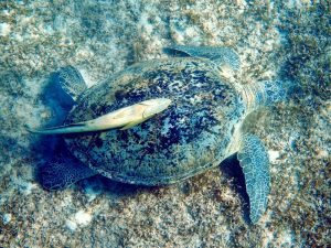 De Rode Zee in Egypte is een van de mooiste plekken om schildpadden te zien. Inmiddels zijn er waarschijnlijk honderden die ik in de loop van de tijd heb gezien in het land van de farao's. Elke ontmoeting met een zeeschildpad in de Rode Zee is uniek. Welke schildpadden kun je zien? En waar kun je ze het beste vinden? In mijn ervaringsverslag heb ik alle informatie verzameld die je nodig hebt als je met de dieren wilt snorkelen of duiken. Foto: Sascha Tegtmeyer